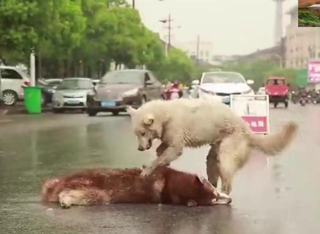 【beat365官网】秸秆的又一好去处 海城市秸秆发电项目建设中(图2) beat365亚洲体育官方网站