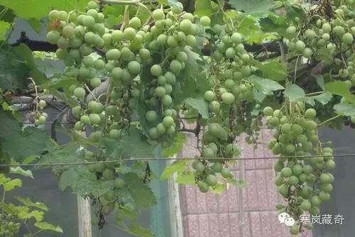 beat365官网|重伤单车客致死 西雅图郊山美洲狮遭击毙(图3) beat·365