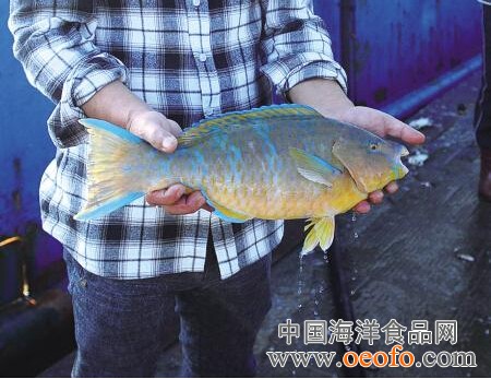 手表牵出百万盗车案 物流公司经理监守自盗【beat365亚洲体育官方网站】(图1) beat365官网