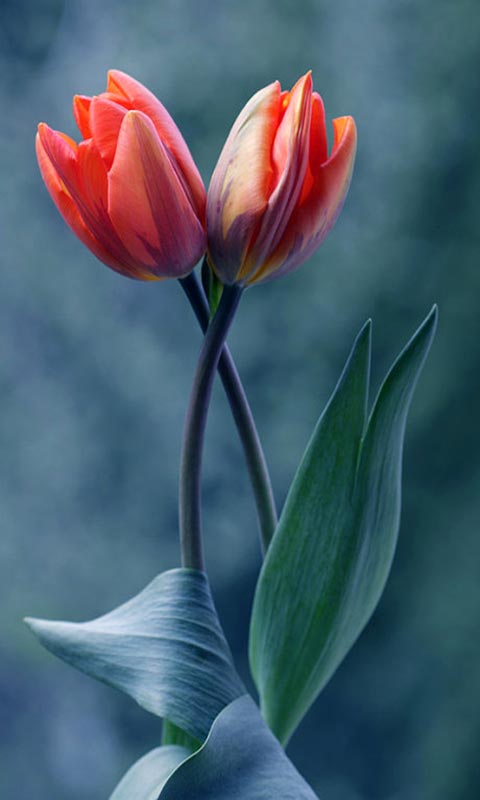 beat·365-世界自然基金会(WWF)挪威首席执行官一行来访(图2) beat365官网