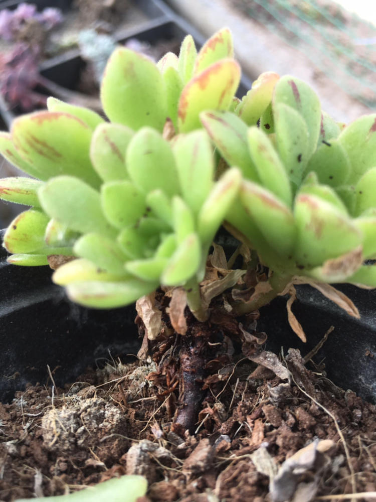 中考英语写作必备:100个英语写作好句 可背诵+模拟【beat·365】(图4) beat365官网