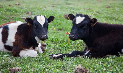 期末温习:四年级上册重点句子赏析 可打印|beat·365(图2) beat365官网