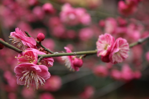 “beat365官网”第十个“双11”,圆通订单量再破亿,多措并举确保全网顺畅运行...(图4) beat·365