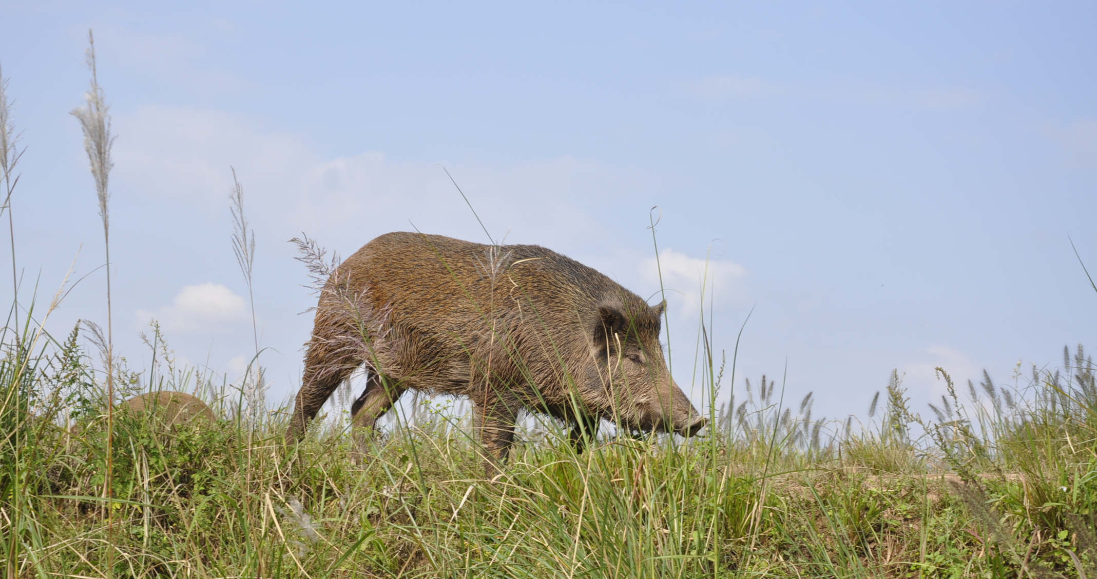 邮政发行特种邮票:beat365官网(图2) beat·365